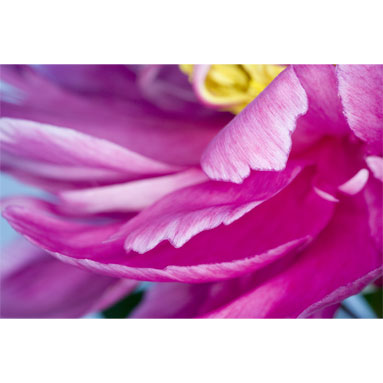 Gerbera