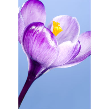 Gerbera