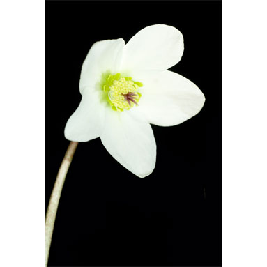 Gerbera