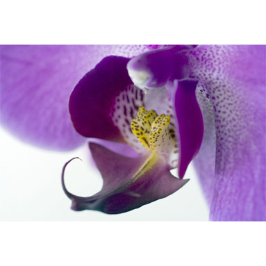 Anemone