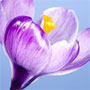 Crocus