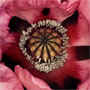 Poppy