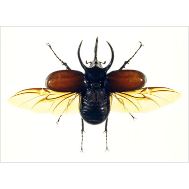 Tailless whipscorpion