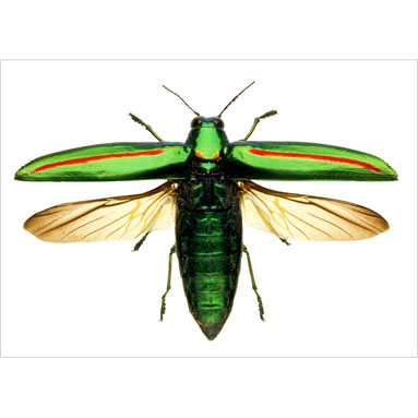 Tailless whipscorpion