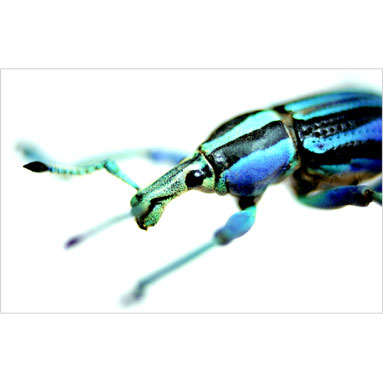 Metallyticus splendidus