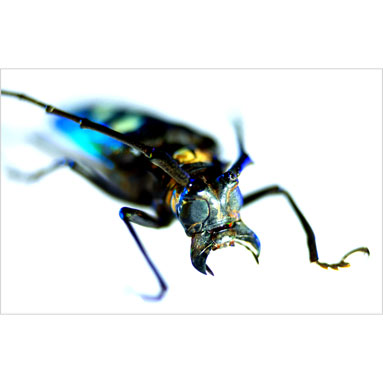 Metallyticus splendidus