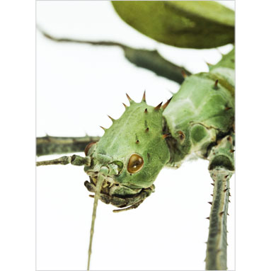 Metallyticus splendidus