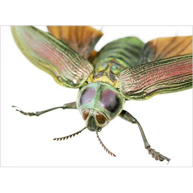 Tailless whipscorpion