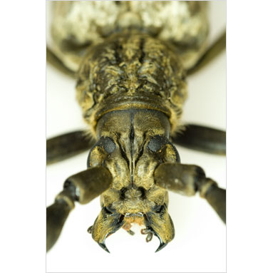 Tailless whipscorpion