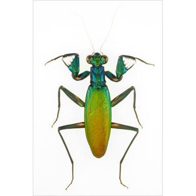 Metallyticus splendidus