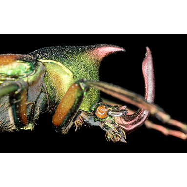 Tailless whipscorpion