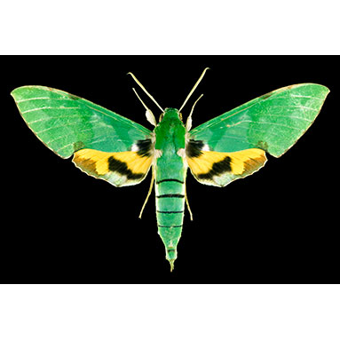 Tailless whipscorpion