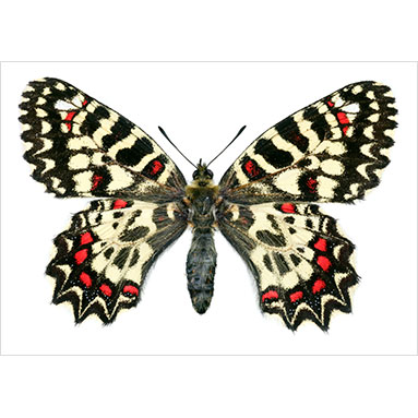 Metallyticus splendidus