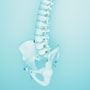 Human Spine