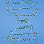 DNA Model