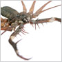 Tailless whipscorpion