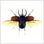 Chalcosoma caucasus