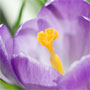 Crocus 